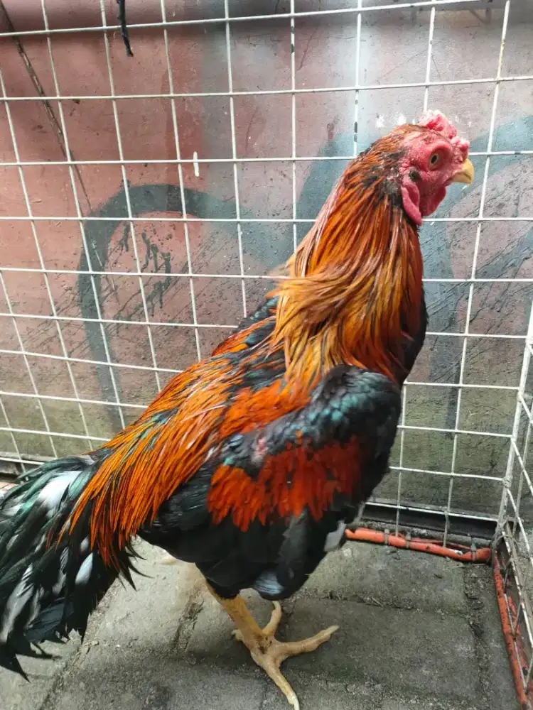 ayam Bangkok merah