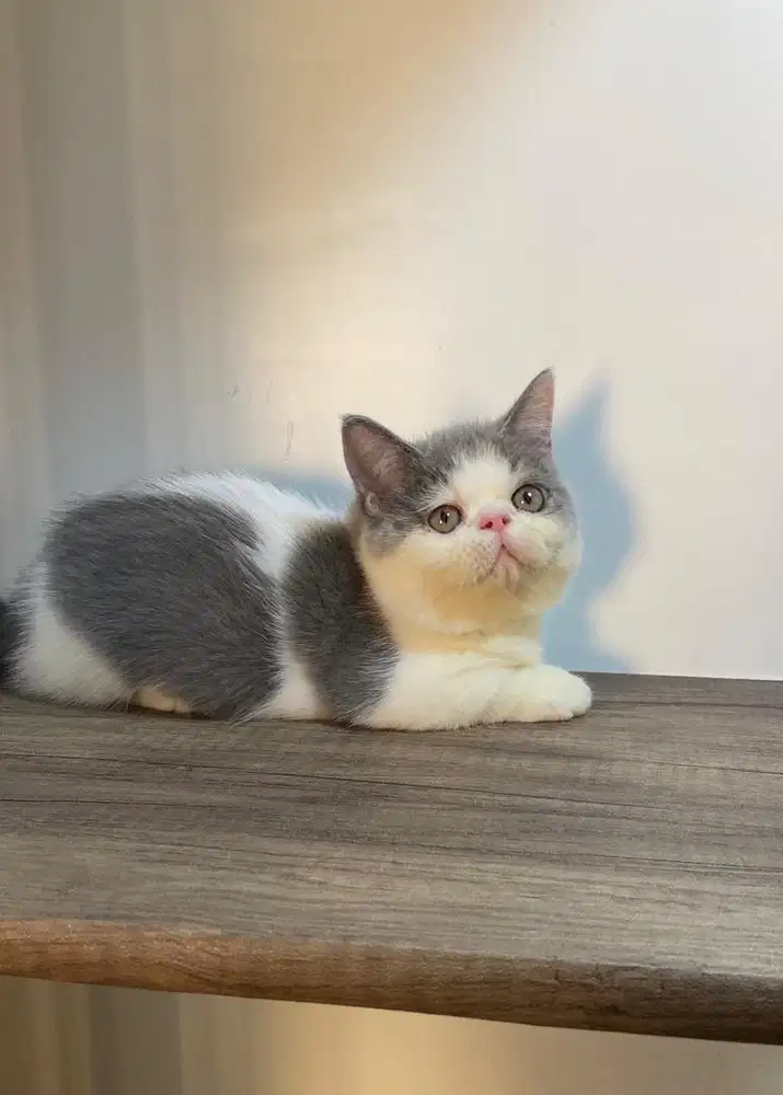 Kucing Munchkin Exo (kaki pendek)