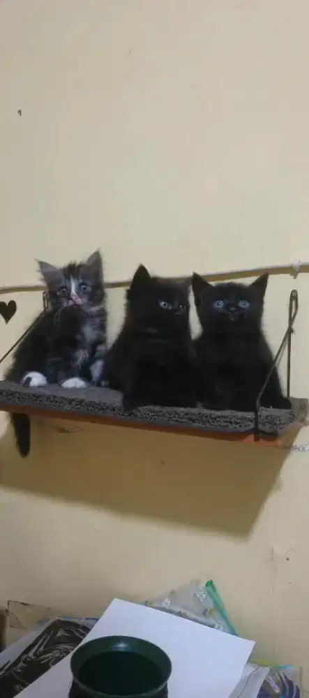 Kitten/anak kucing persia