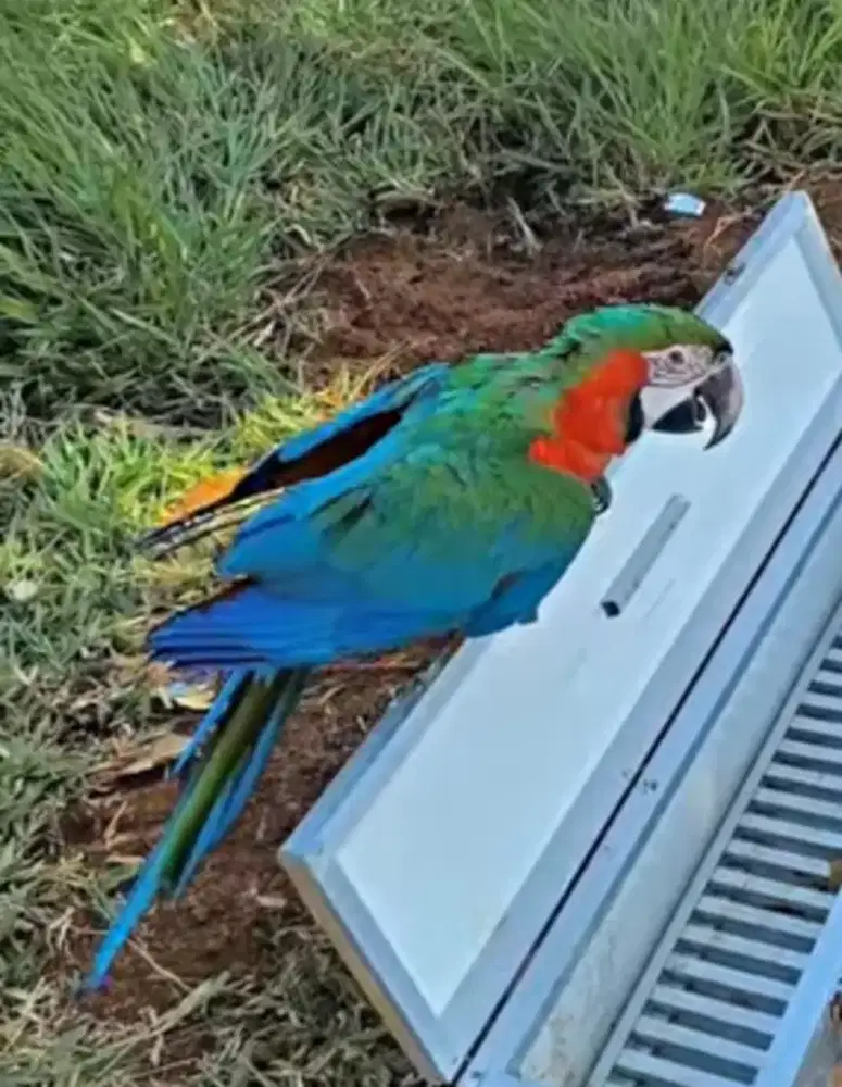 MACAW HURLEY QUEN
