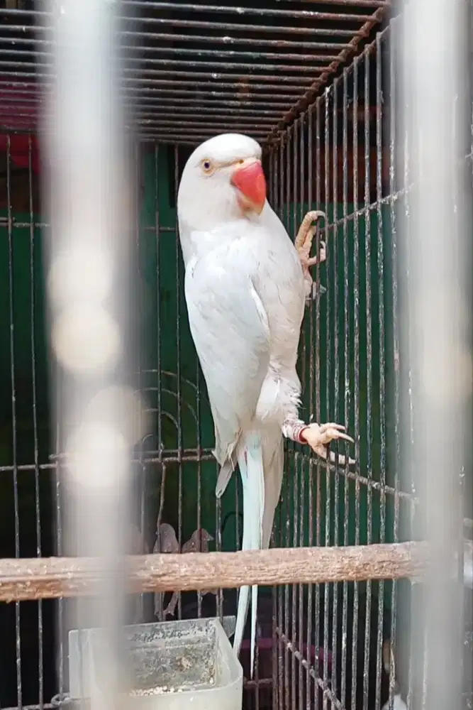 INDIAN RINGNECK BLUE PALLID