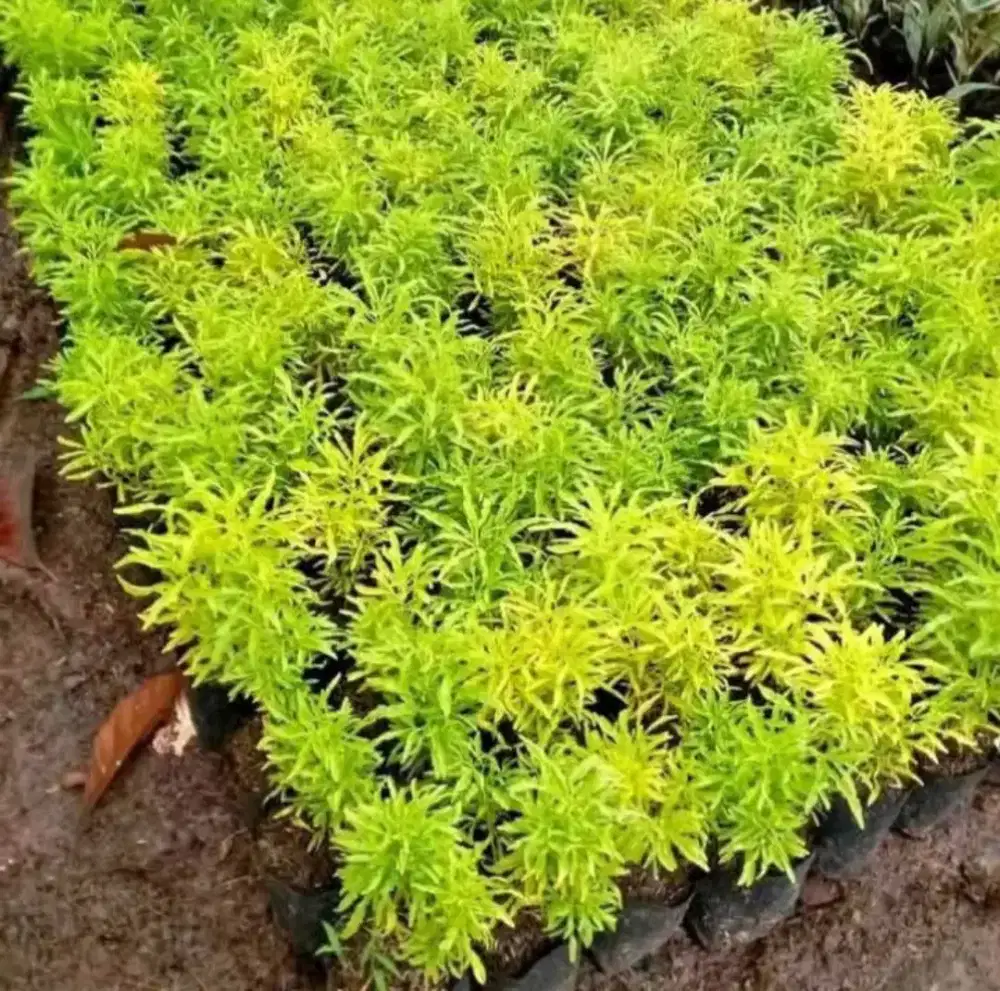 Jual Brokoli Kuning Hias | Euodia Ridleyi | Daun Kuning Rimbun