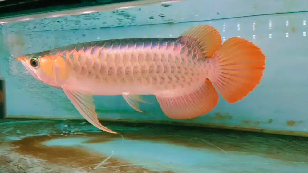 Arwana Arowana super red dayung panjang