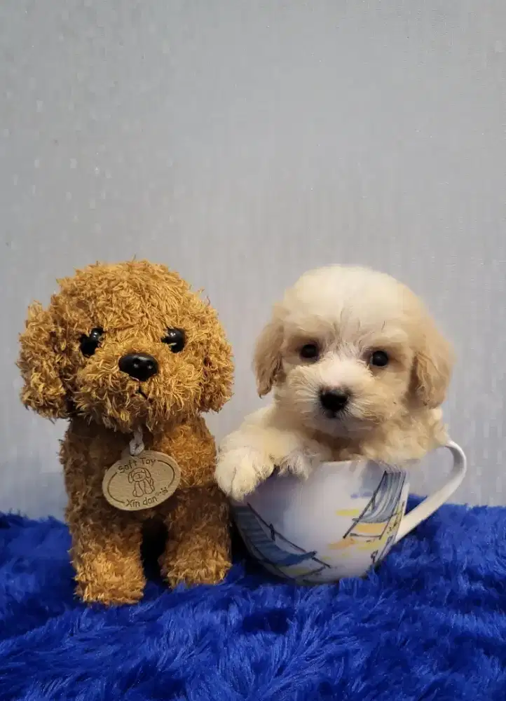 Teacup Poodle Parti color