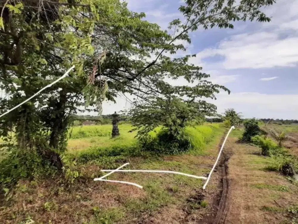 Dijual Tanah Subur Dengan View Bagus Di Tabanan Bali