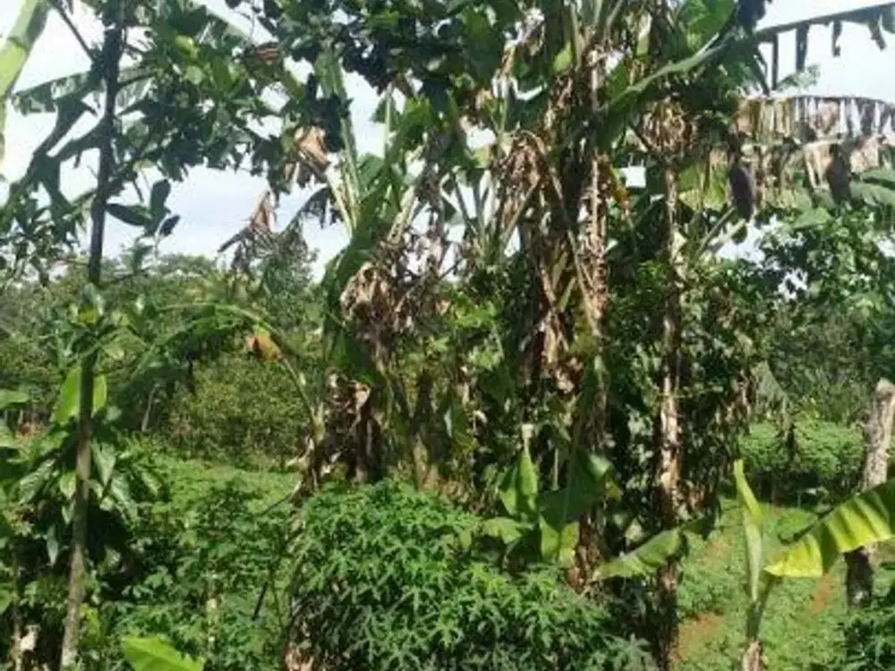 Dijual Lahan 1.385 Ha di Ciampea Dekat Ipb Bogor Jawa Barat