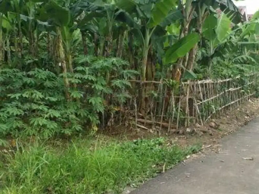 Dijual Lahan Subur Dekat Ipb Ciampea Bogor Jawa Barat