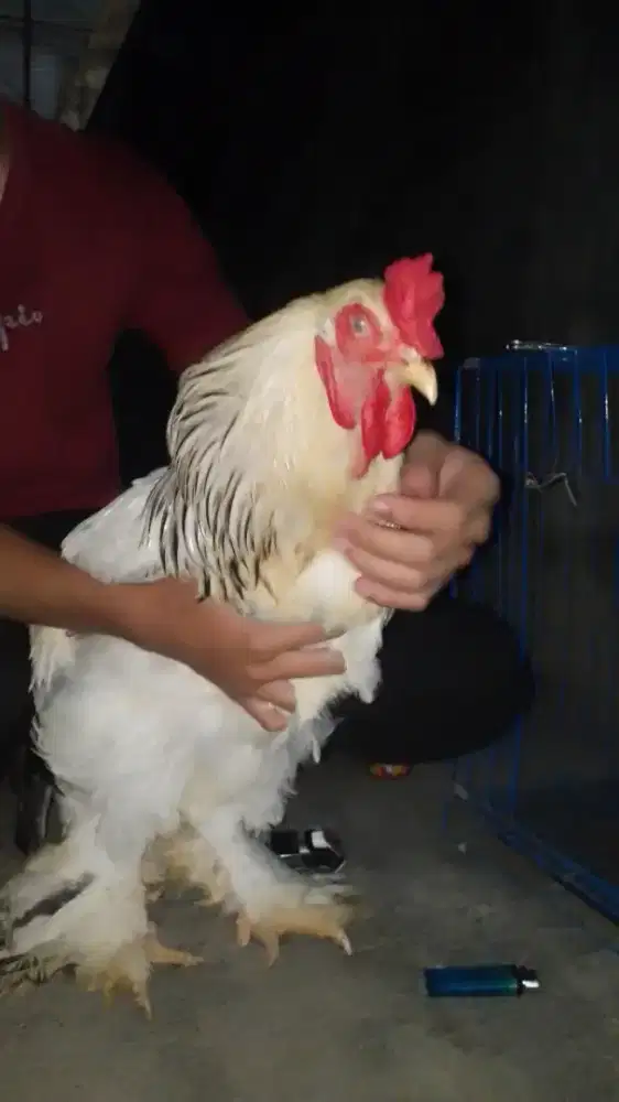 ayam Brahma dewasa