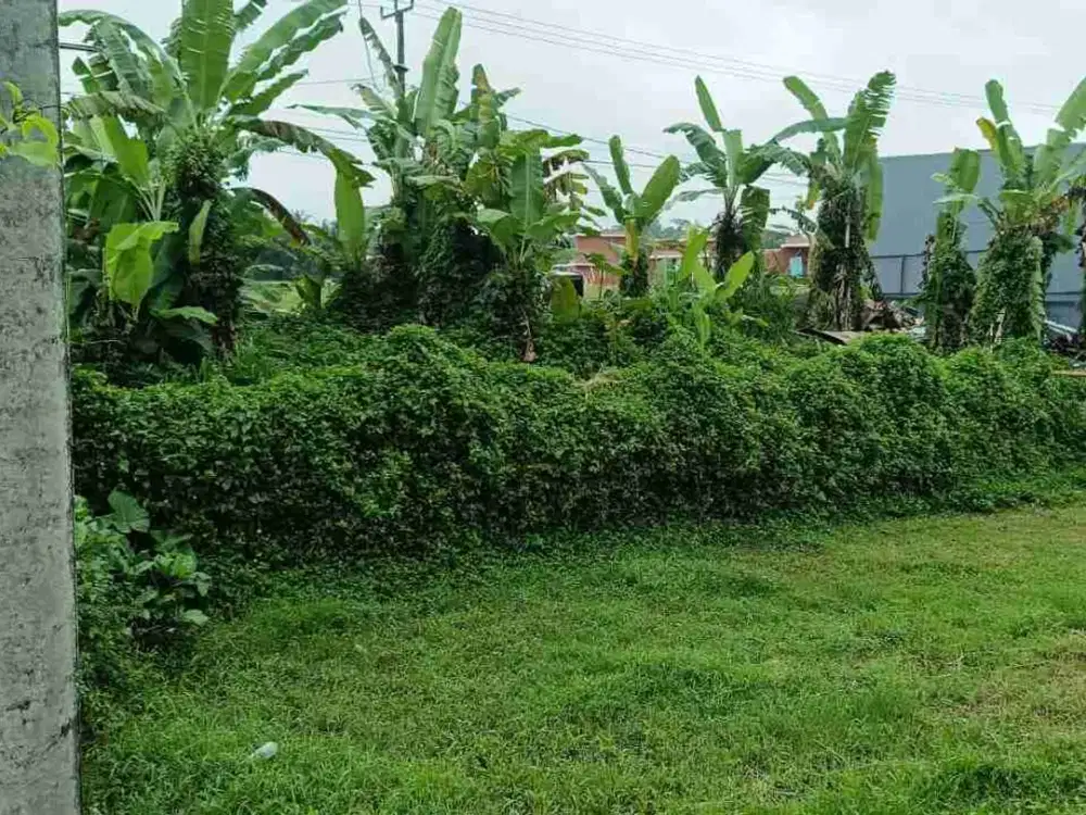 Tanah Pinggir Jalan Raya Sebali Ubud Full View Sawah - Thumbnail 5