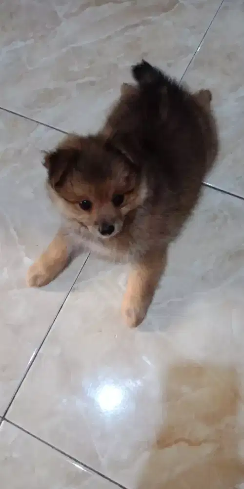 Dijual pupy pomeranian