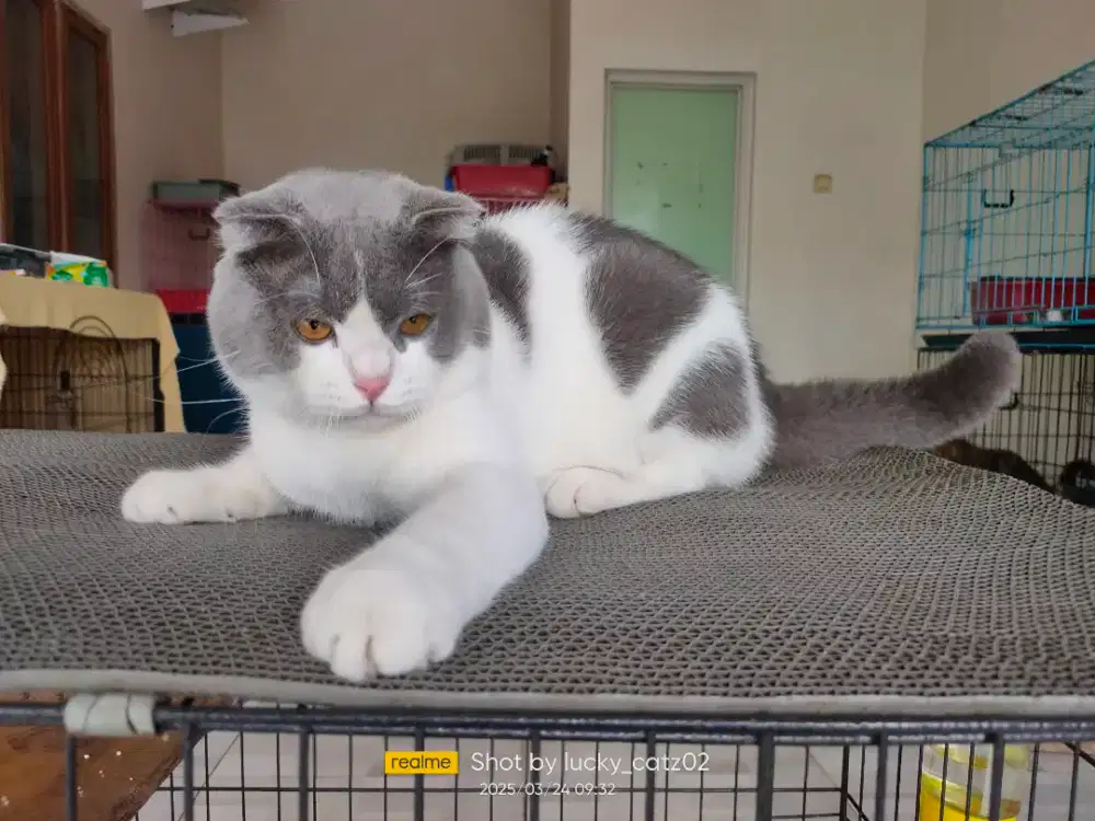 Open jasa pacak Scottish fold/ BSH fold