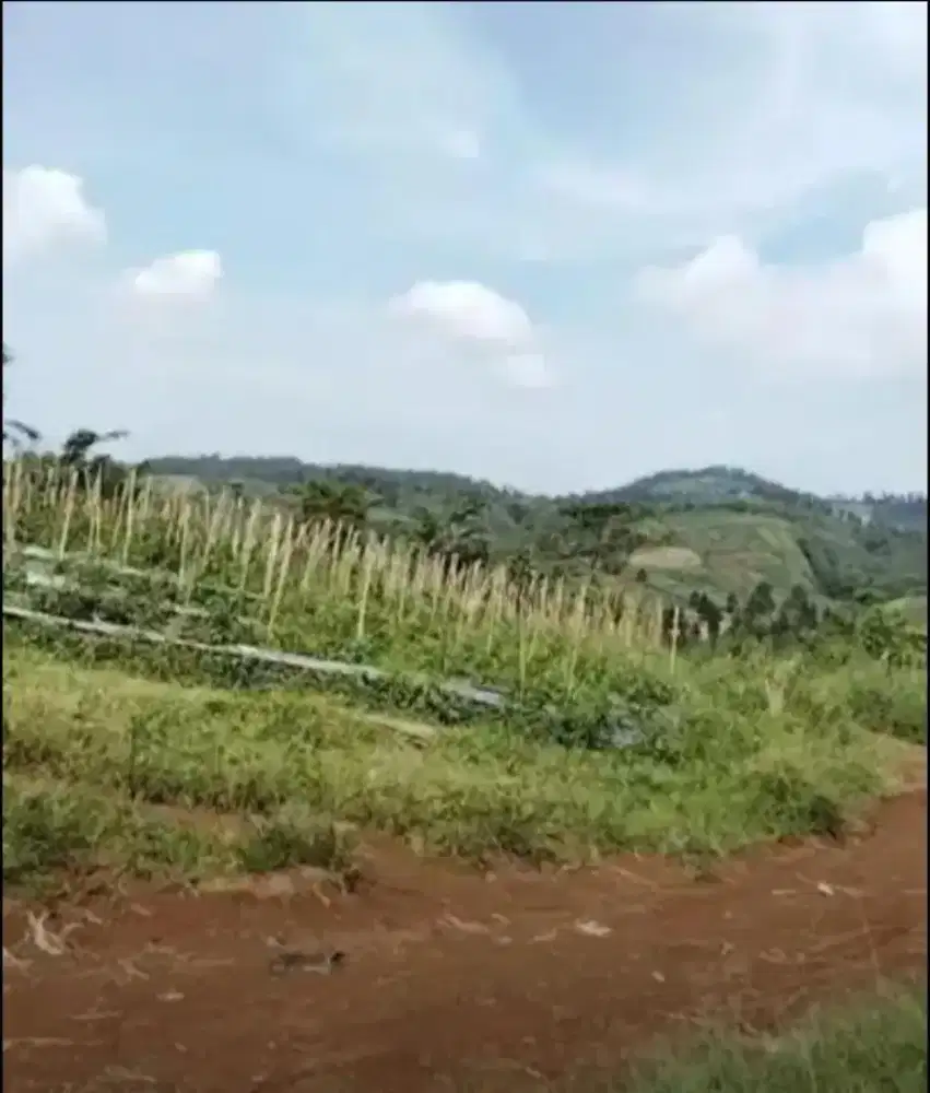 Tanah subur untuk pertanian atau peternakan