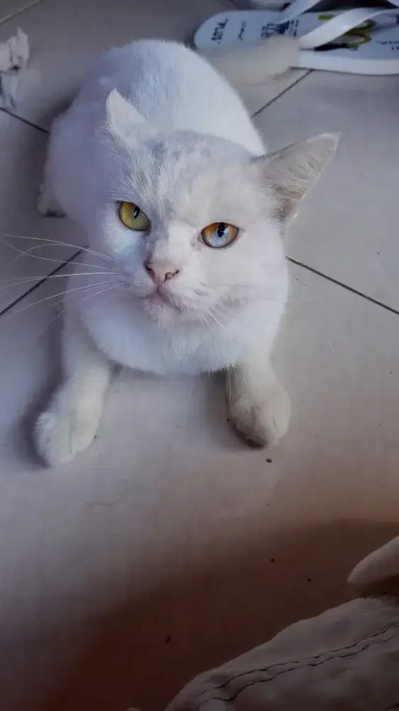 Kucing putih sehat