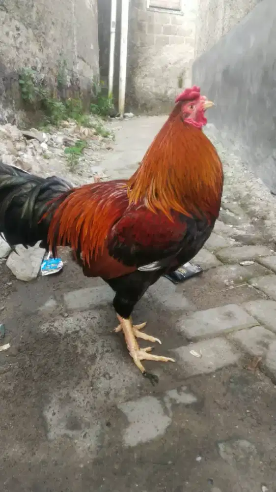 Ayam bangkok merah