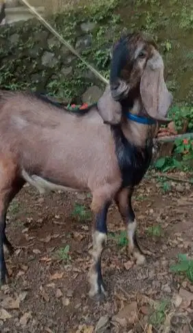 kambing jantan 30kiloan siap kambing potongan nazar sedekahan akikahan