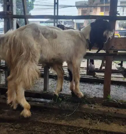 kambing jantan 30kiloan siap kambing potongan nazar sedekahan akikahan