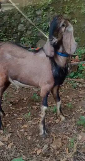 kambing jantan 30kiloan siap potongan nazar sedekahan akikahan aqiqah