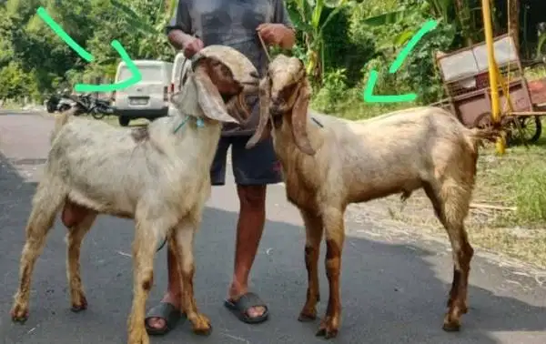 kambing jantan 30kiloan siap potongan nazar sedekahan akikahan aqiqah