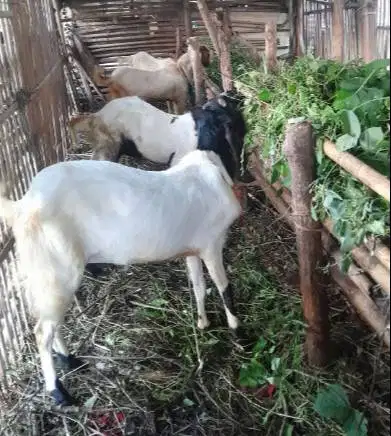 kambing jantan 30kiloan siap potongan akikahan nazar sedekahan hajatan