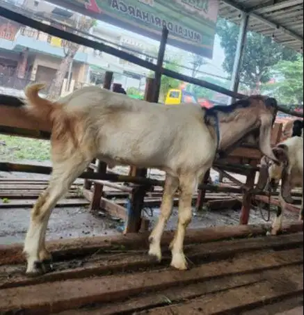 kambing jantan 30kiloan siap potongan akikahan nazar sedekahan hajatan