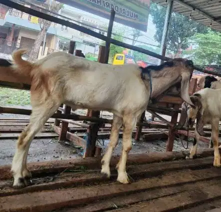 kambing jantan 30kiloan siap akikahan sedekahan nazar potongan hajatan