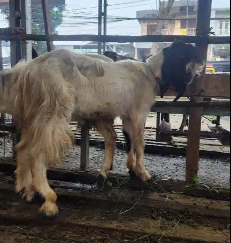 kambing jantan 30kiloan siap akikahan sedekahan nazar potongan hajatan