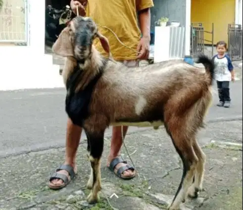 kambing jantan 30kiloan siap potongan nazar hajatan sedekahan akikahan