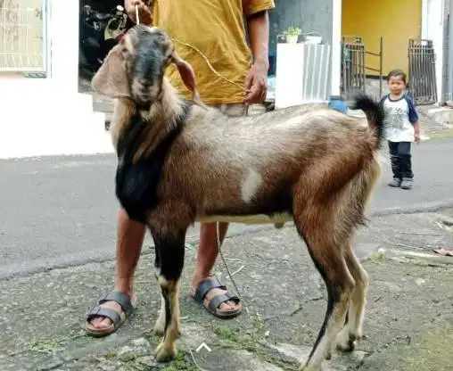 kambing jantan 30kiloan siap nazar hajatan potongan sedekahan akikahan