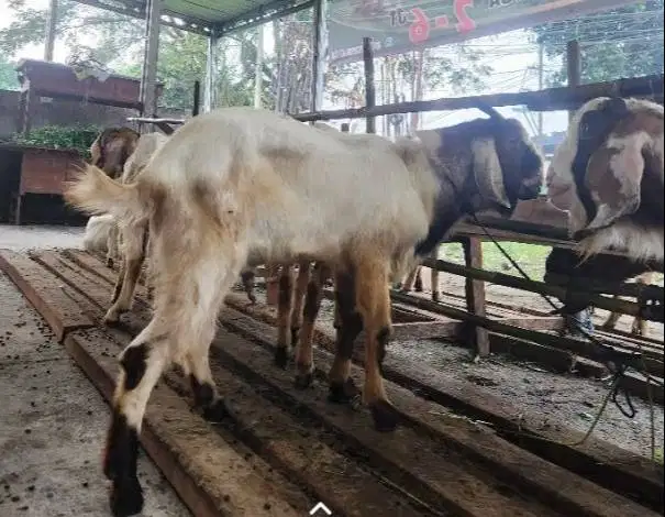 kambing jantan 30kiloan siap nazar hajatan potongan sedekahan akikahan