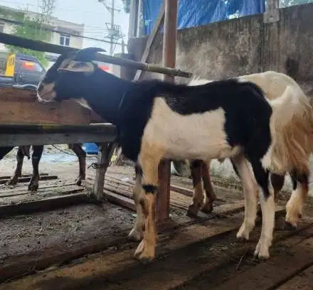 kambing jantan 30kiloan siap potongan akikahan nazar sedekahan hajatan