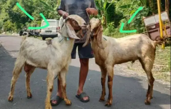 kambing jantan 30kiloan siap potongan akikahan nazar sedekahan hajatan