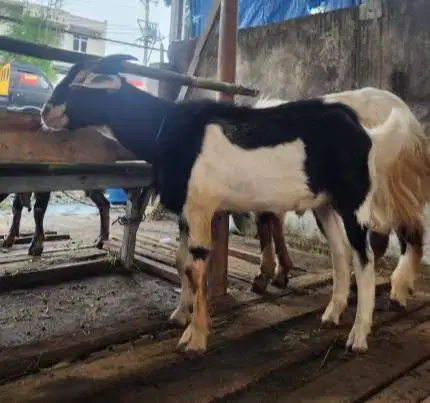 kambing jantan 30kiloan siap potongan nazar hajatan sedekahan akikahan