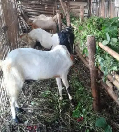 kambing jantan 30kiloan siap potongan nazar hajatan sedekahan akikahan
