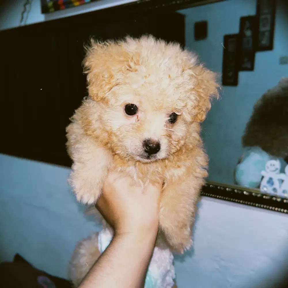 Tiny Poddle 2jt
