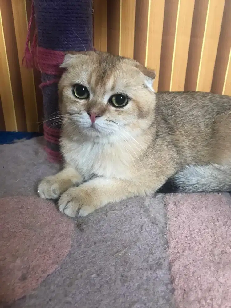 Kucing scottish fold golden ny 11 x british shorthair jantan