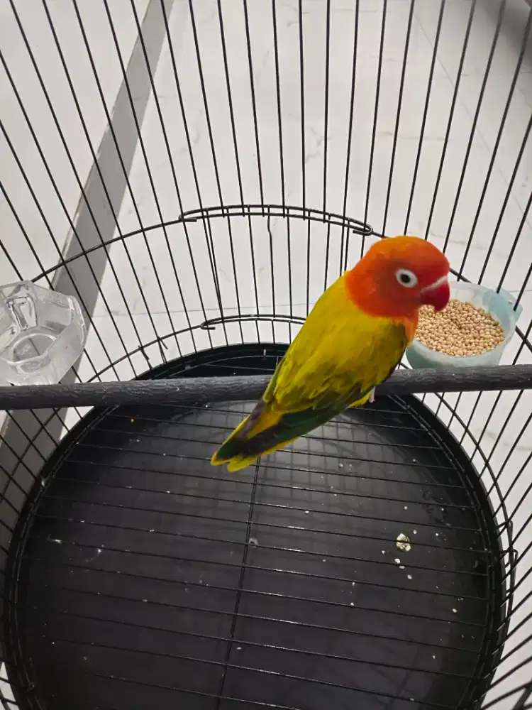 love bird bagus