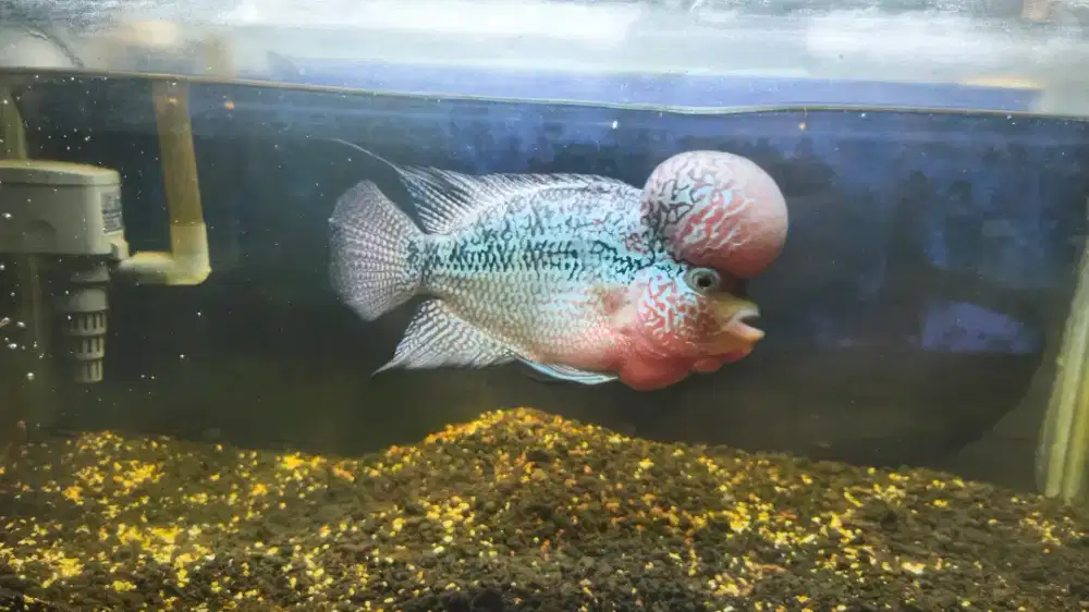 Ikan Louhan Cencu