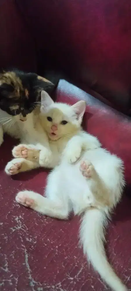 Lepas adopsi anak anggora