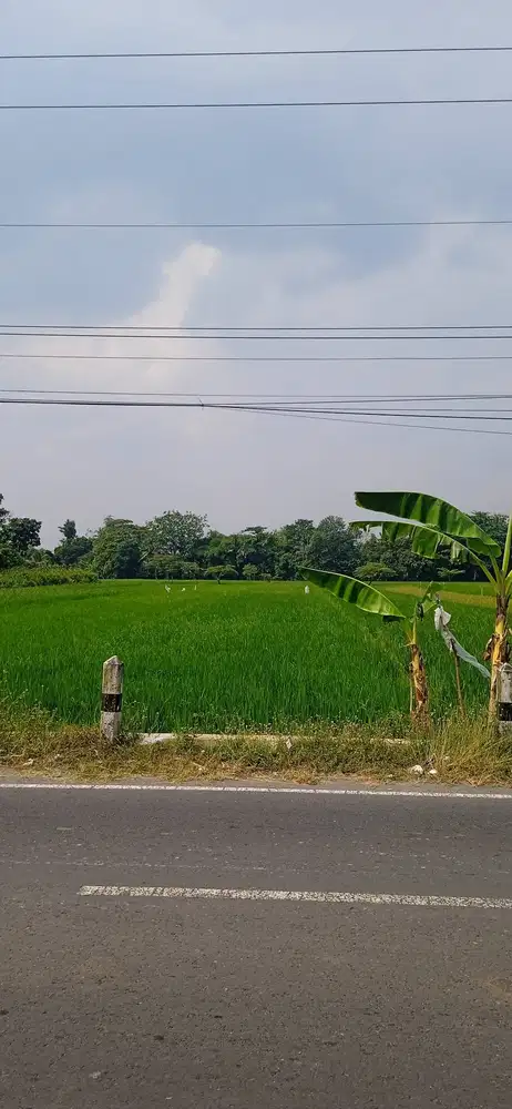 BU dijual dibawah harga pasaran