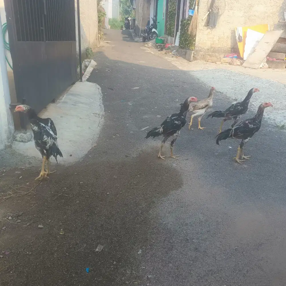 Ayam Bangkok Clasik