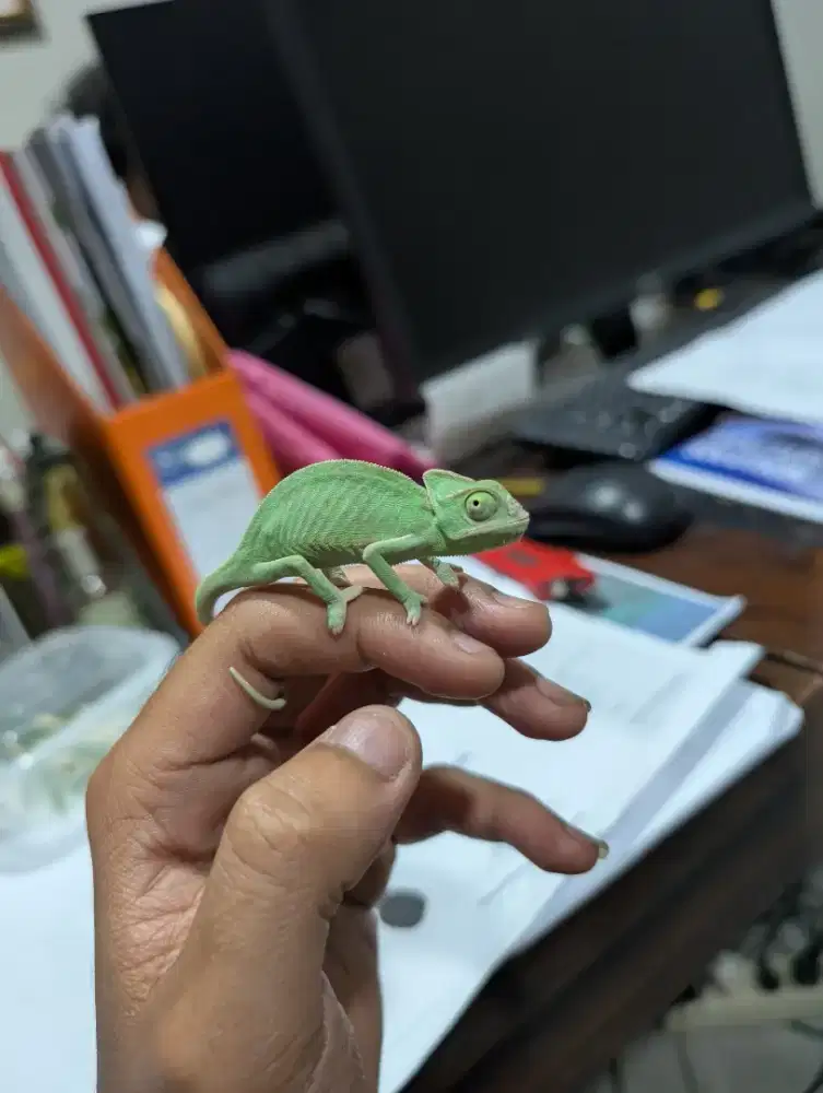 Chameleon veiled low pied