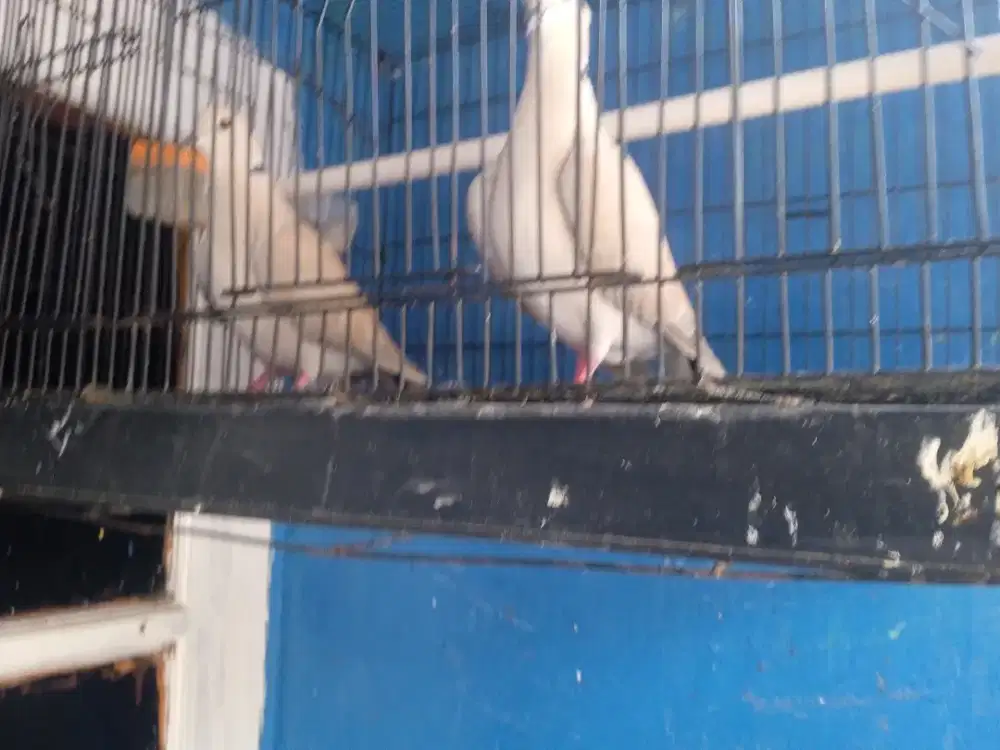 Burung puter pelung 1 pasang