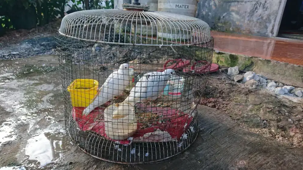 puter putih mata merah remaja lokasi landasan ulin