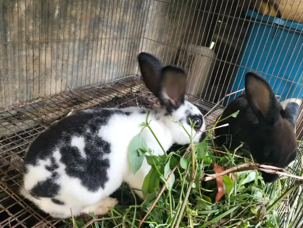 Kelinci Rex sepasang