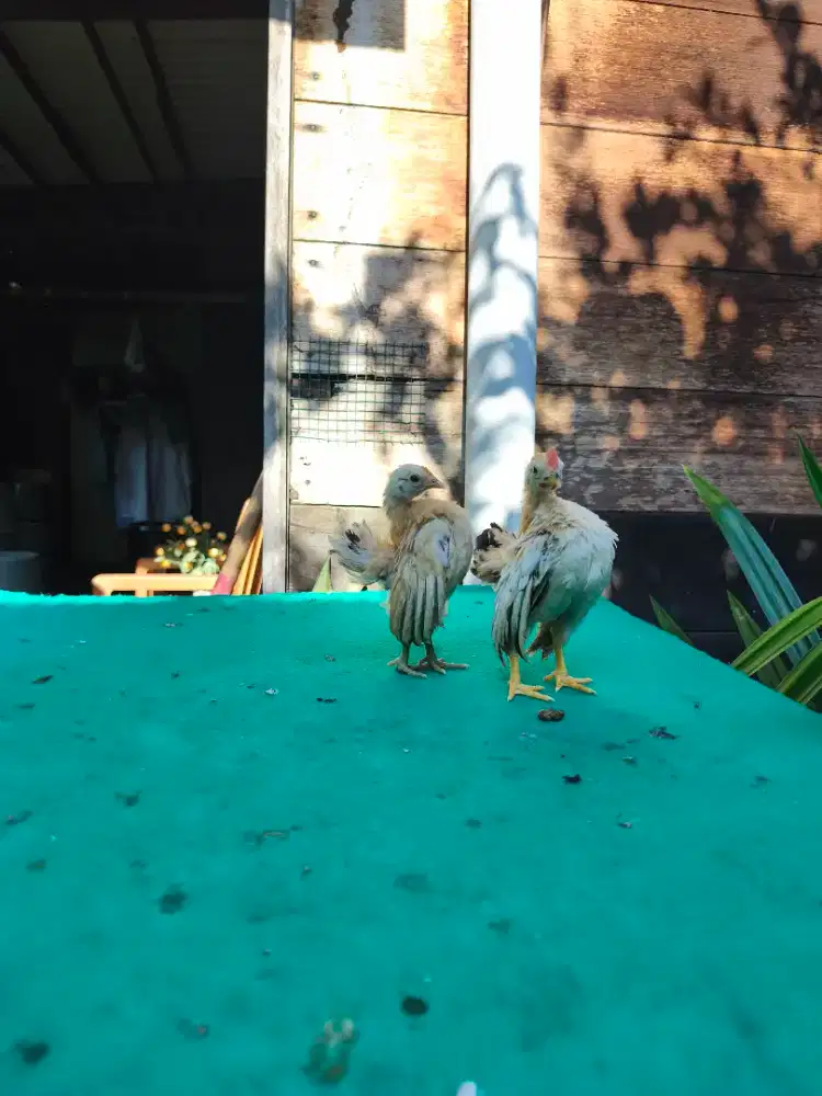 Ayam serama berbagai umur dan kualitas
