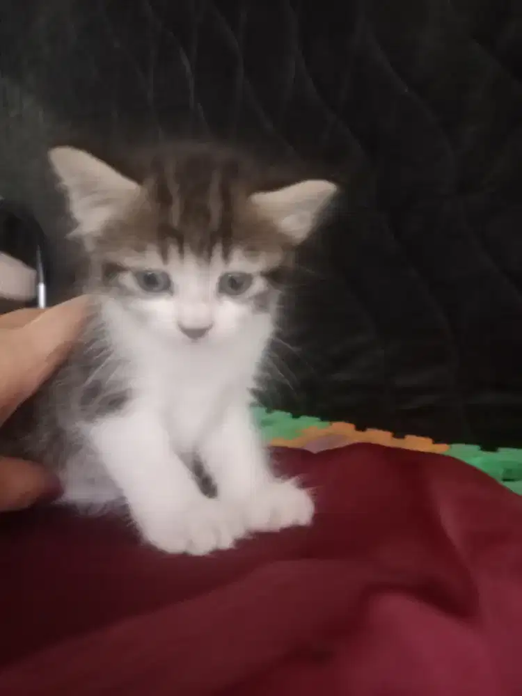 FREE ADOPSI 3 KITTEN