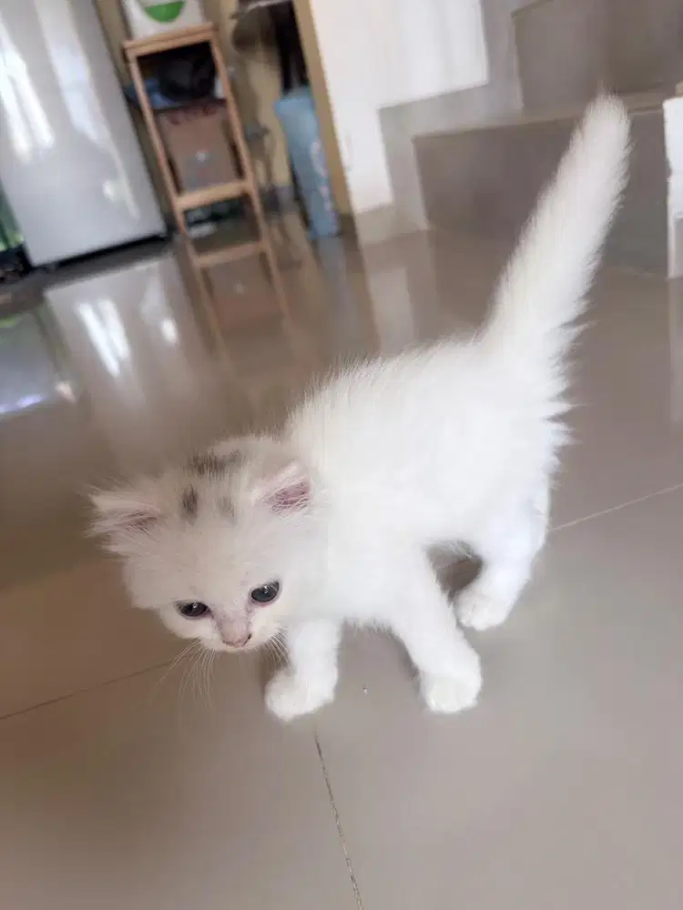 Kitter pesia - kucing persia 1 bulan