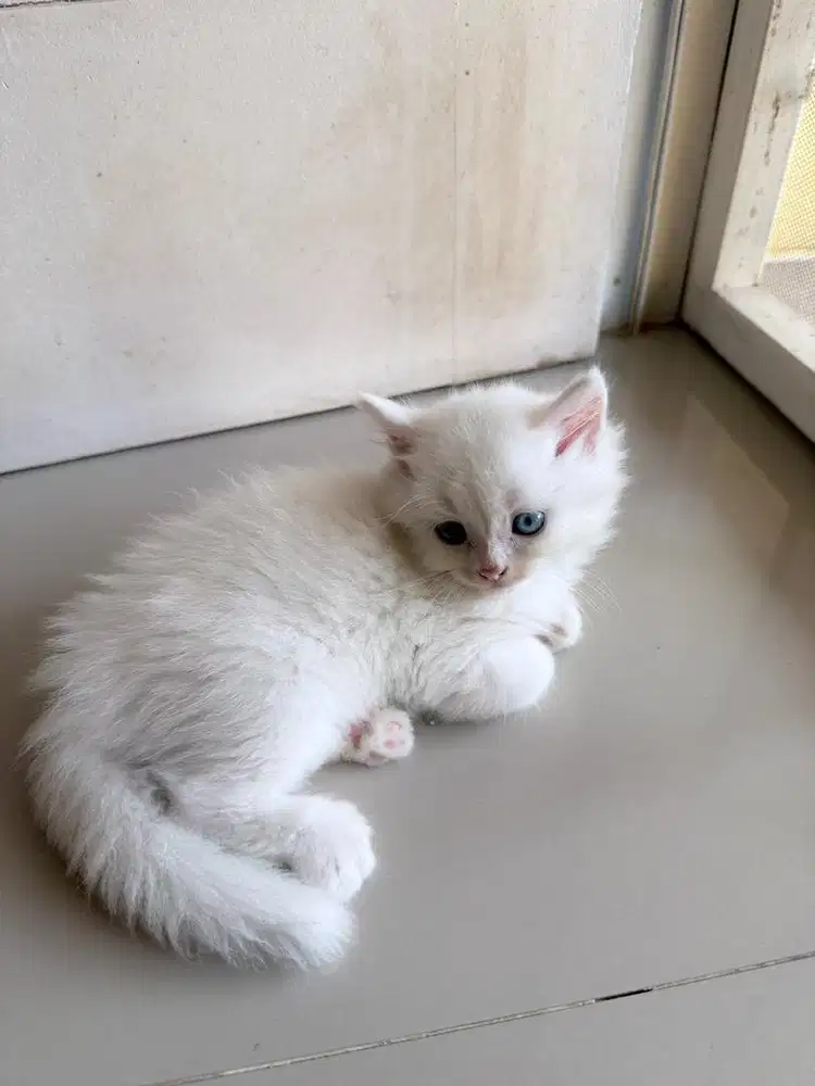 Kitten pesrsia - kucing persia putih kapas - 1 bulan
