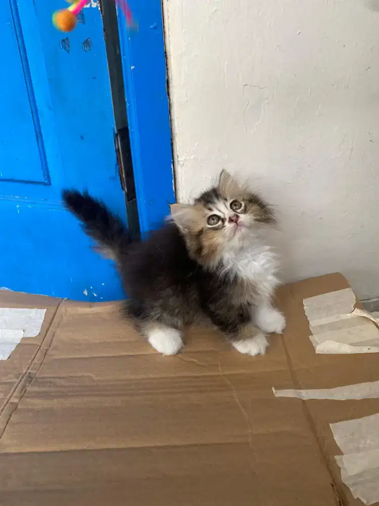 Kucing Munchkin cebol