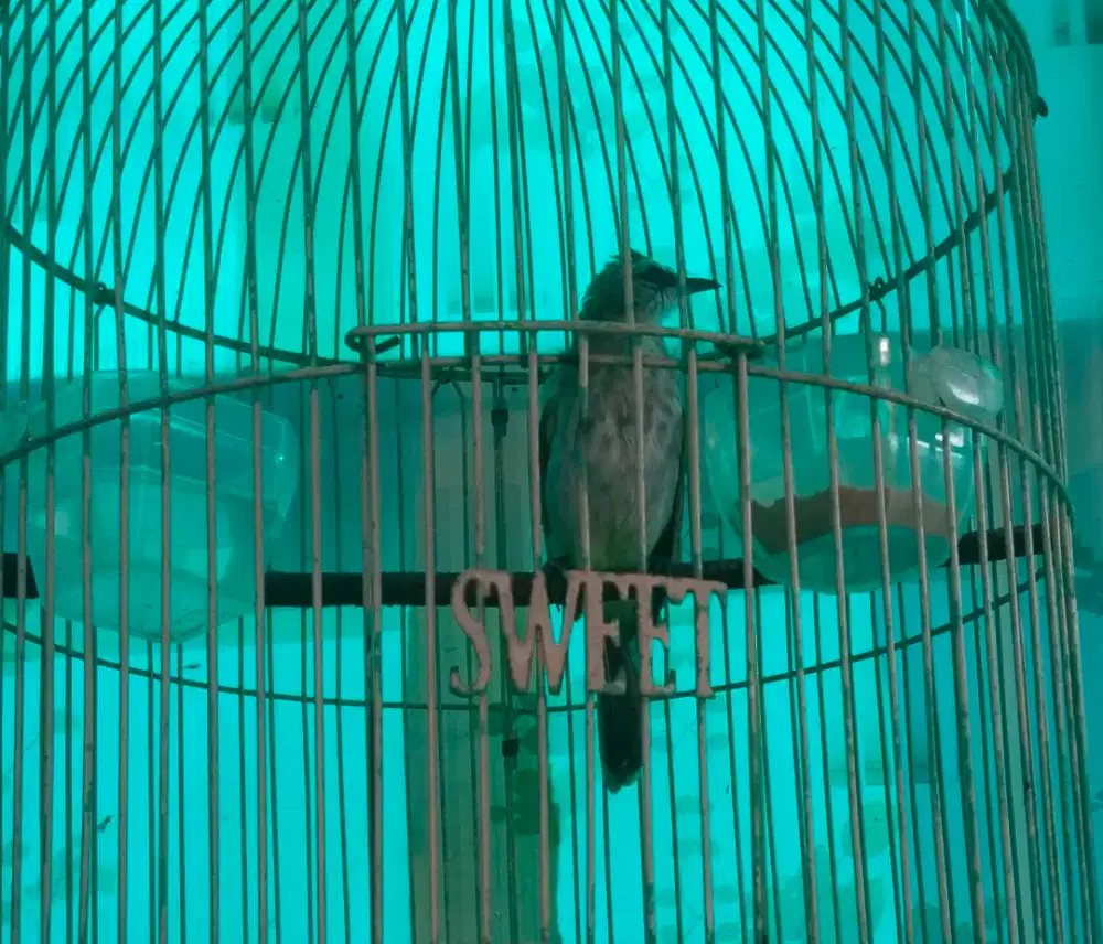 Burung trucuk / crucuk jantan muda rajin bunyi blajar ropel  + kandang